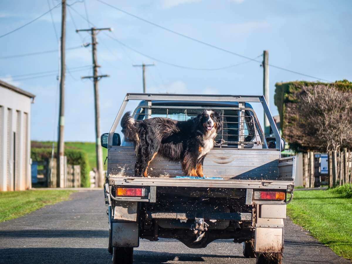 Truck oBernese Mountain Dog standing on a ute in the country.