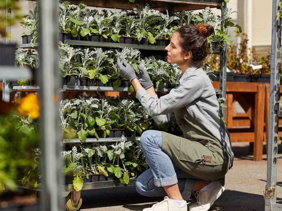 Young female worker caring for plants in a nursery