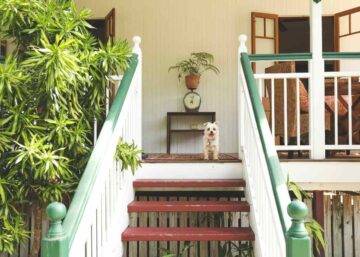Little white dog standing at the top of the stairs on the verandah of a Queenslander style home