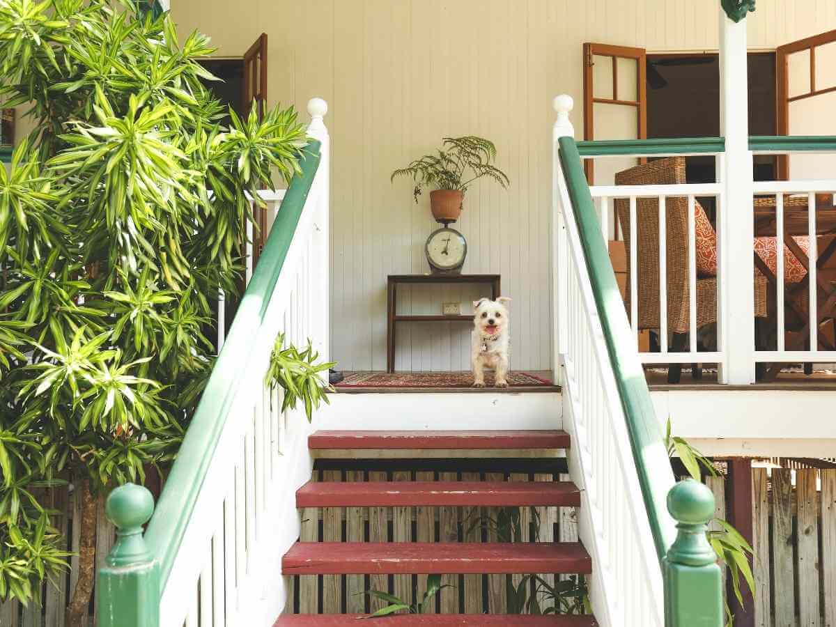 Little white dog standing at the top of the stairs on the verandah of a Queenslander style home