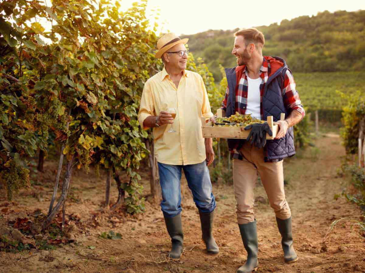 A father and son harvesting grapes in a vineyard