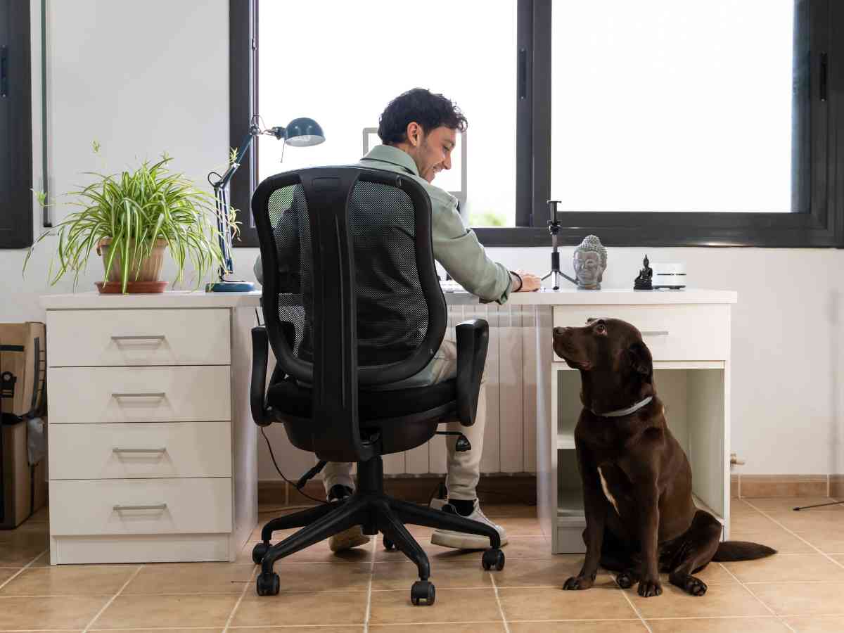 Pay less personal tax - image of a young male working in home office with a chocolate labrador by his side.